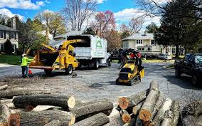 Best Tree Removal  in Brooklyn, IA