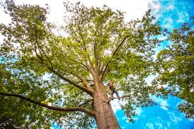 Trusted Brooklyn, IA Tree Services Experts