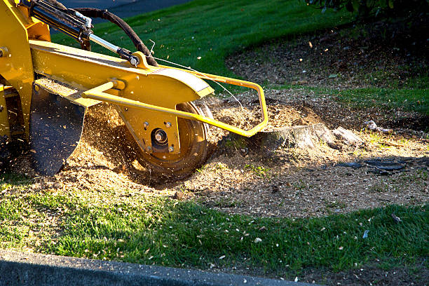 Best Tree Removal  in Brooklyn, IA