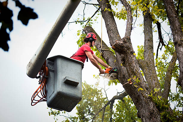 Best Tree Maintenance Programs  in Brooklyn, IA